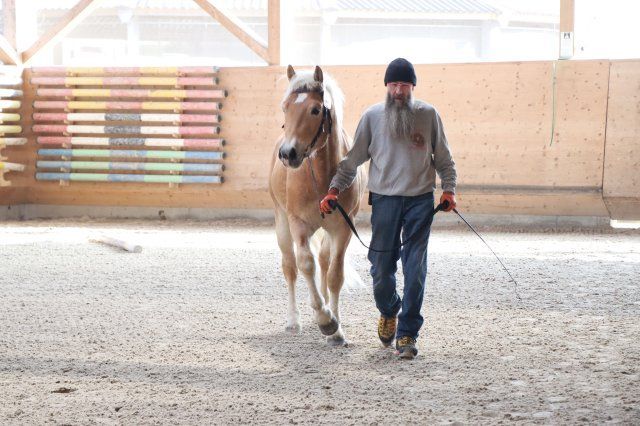 Haflingerverein Freiburg