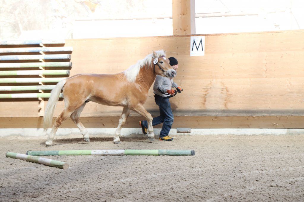 Haflingerverein Freiburg