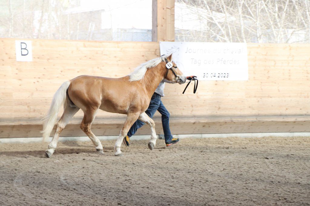 Haflingerverein Freiburg