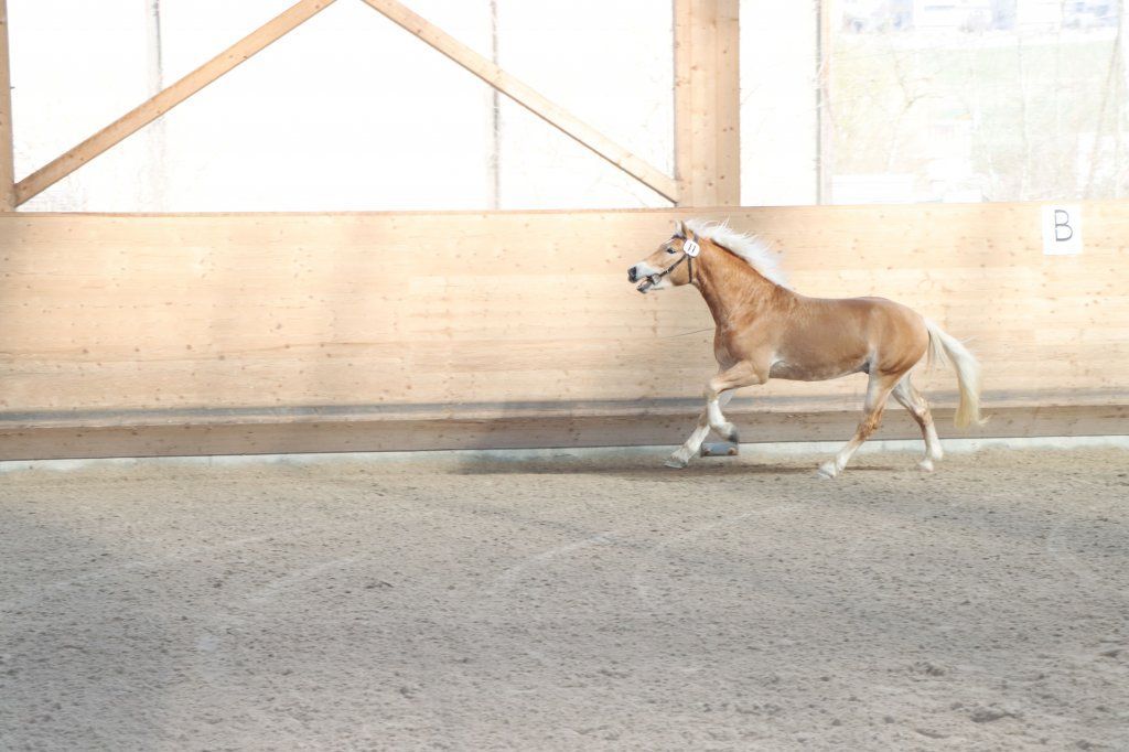 Haflingerverein Freiburg