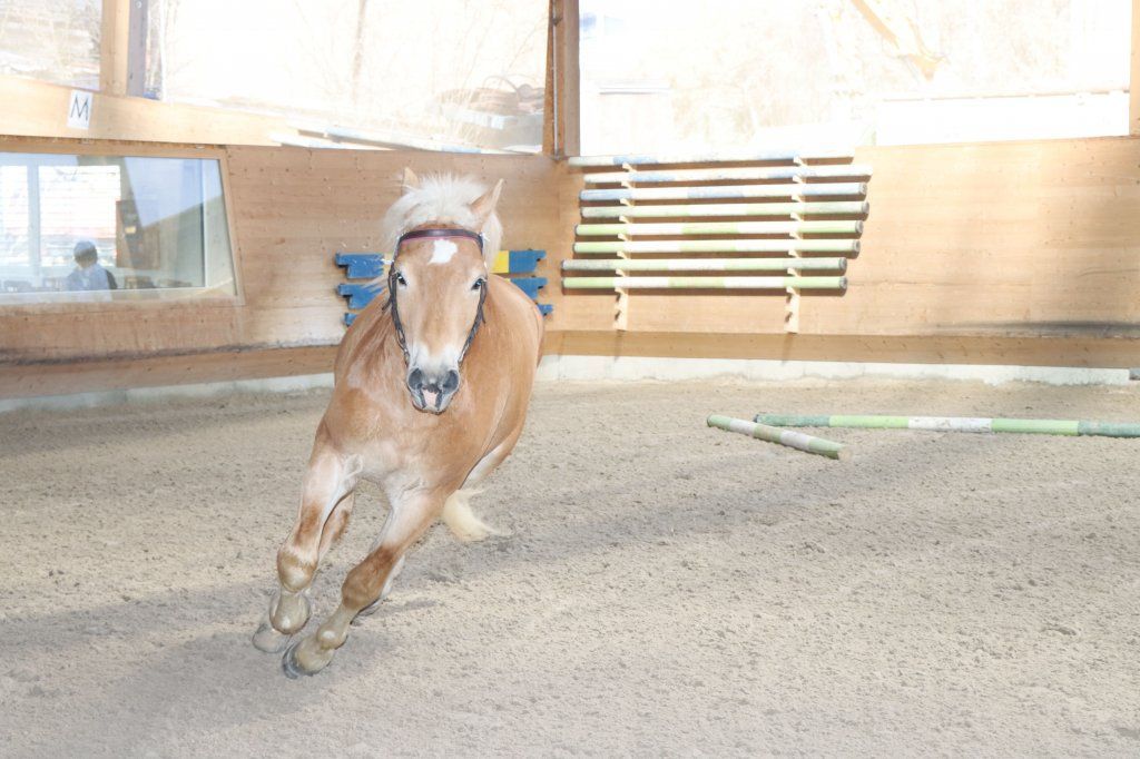 Haflingerverein Freiburg