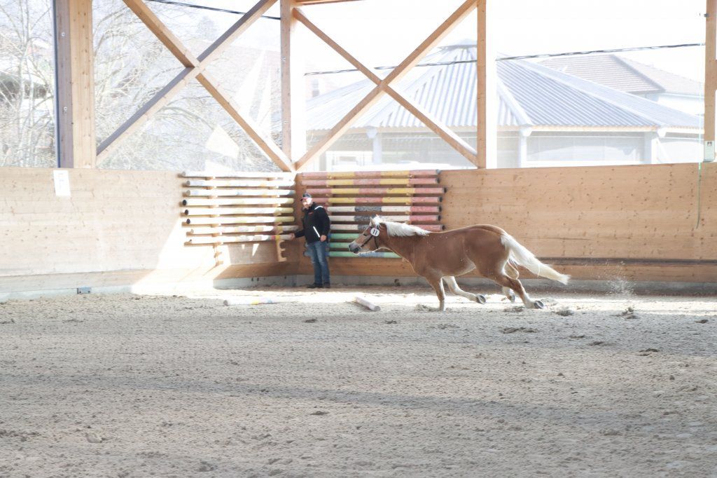 Haflingerverein Freiburg