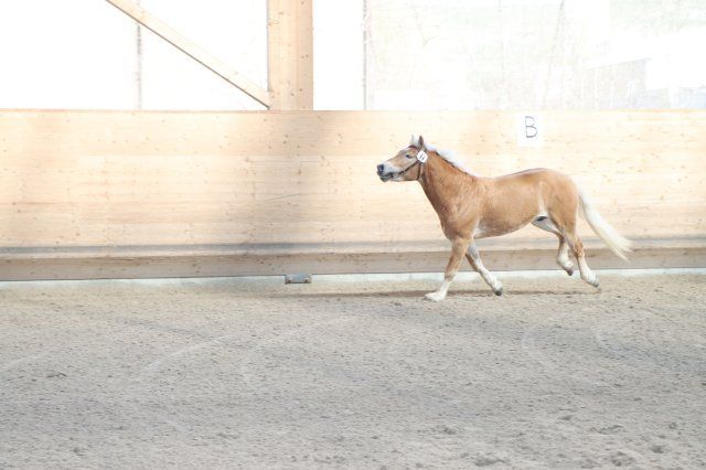 Haflingerverein Freiburg