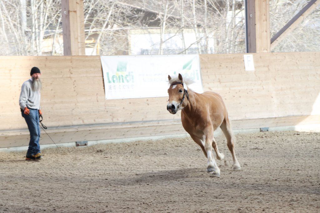 Haflingerverein Freiburg