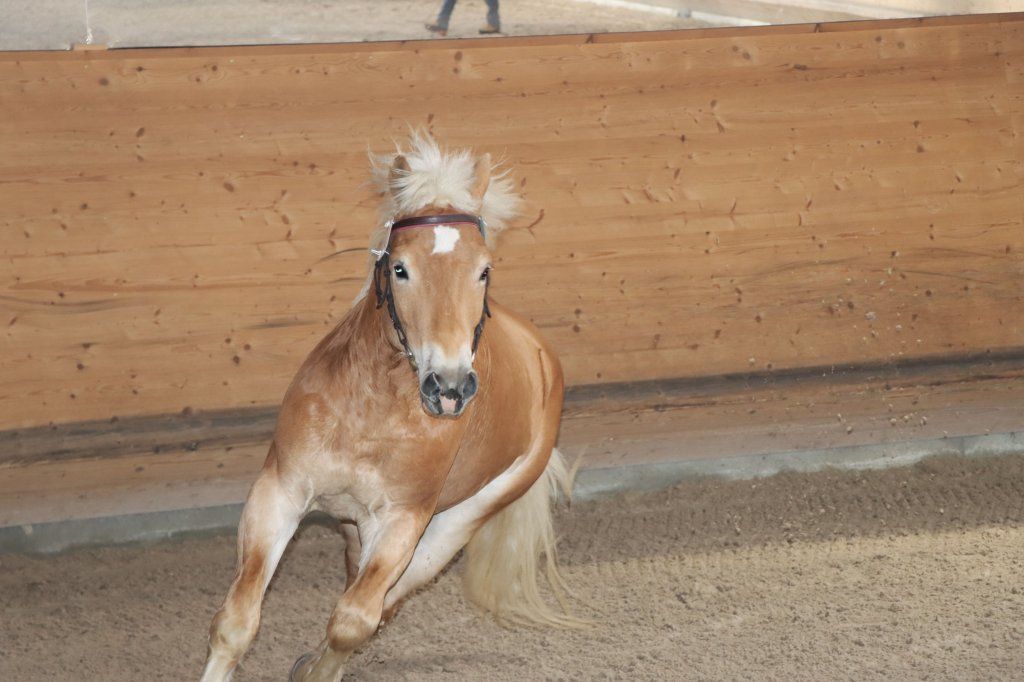 Haflingerverein Freiburg