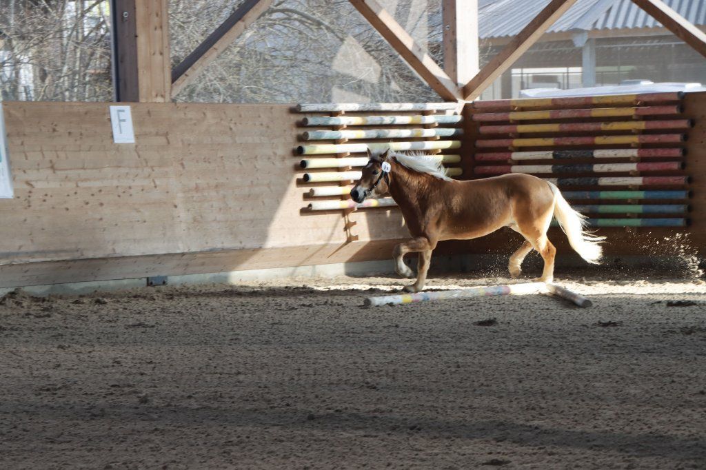 Haflingerverein Freiburg
