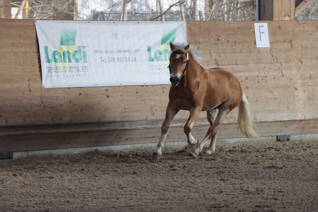 Haflingerverein Freiburg