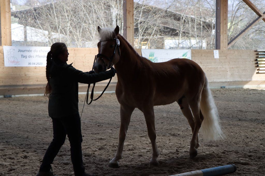 Haflingerverein Freiburg