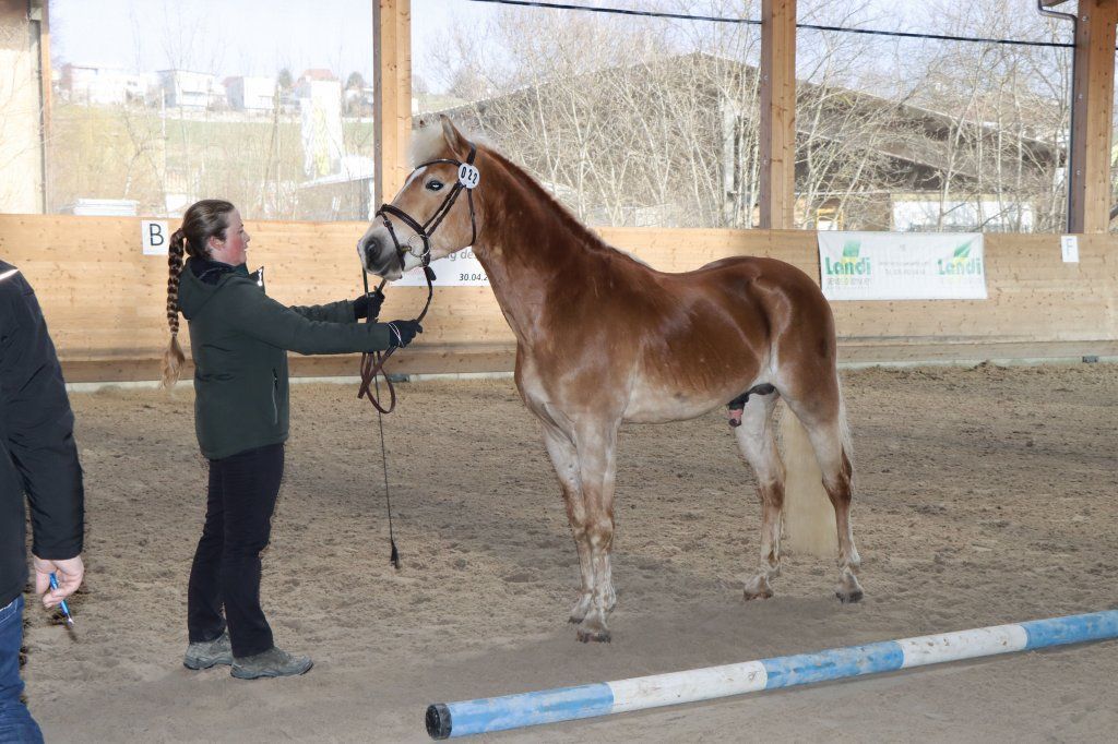 Haflingerverein Freiburg