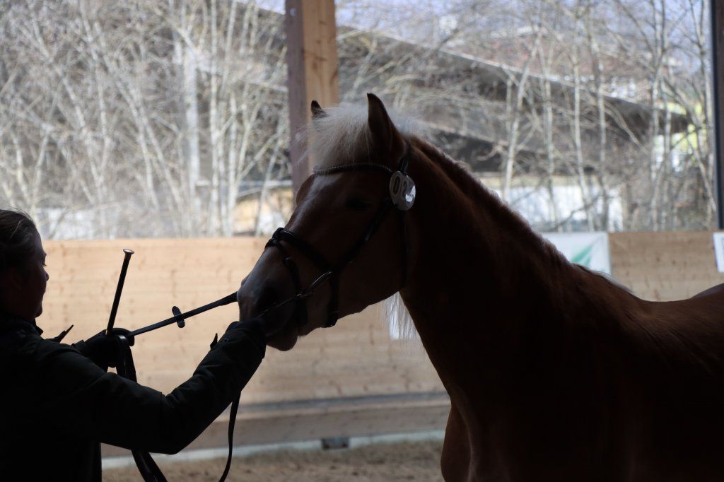 Haflingerverein Freiburg