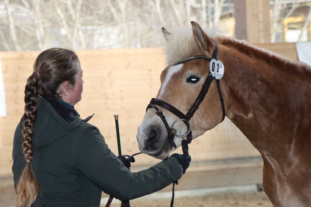 Haflingerverein Freiburg