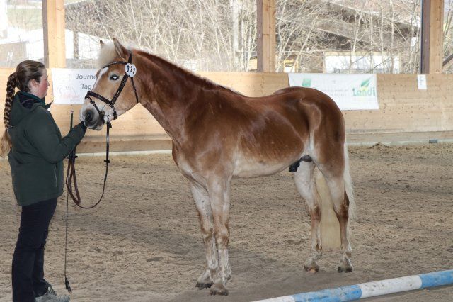 Haflingerverein Freiburg