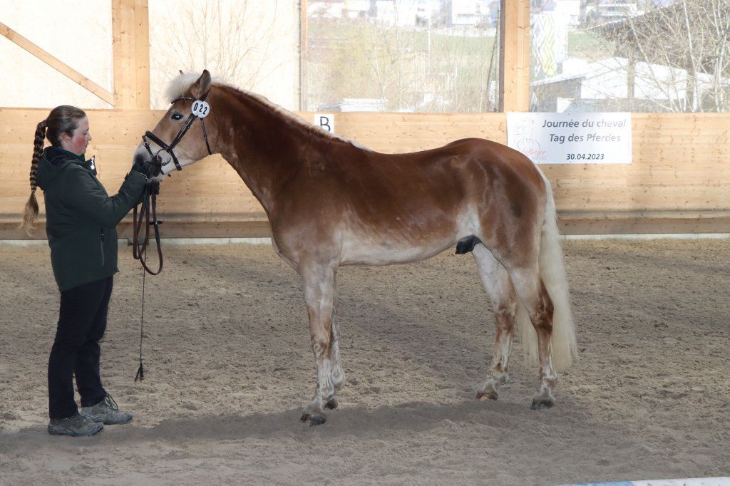 Haflingerverein Freiburg