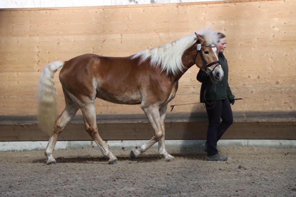 Haflingerverein Freiburg