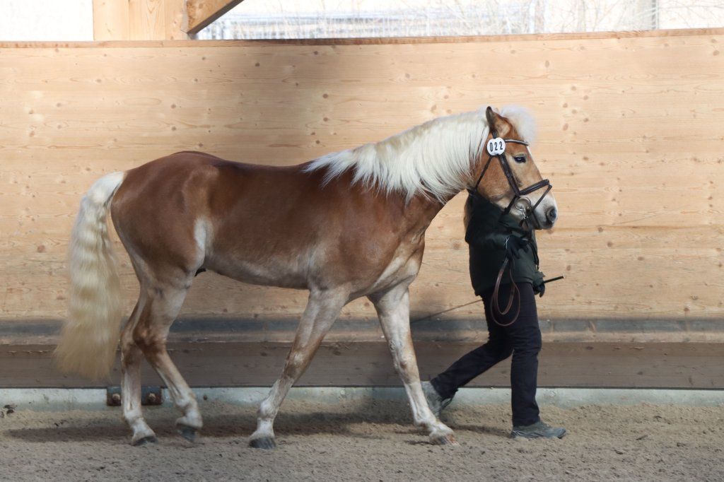 Haflingerverein Freiburg