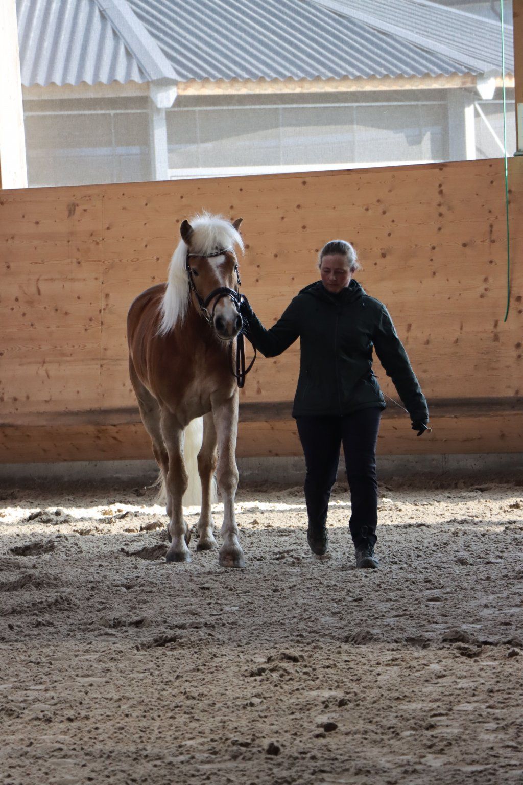 Haflingerverein Freiburg