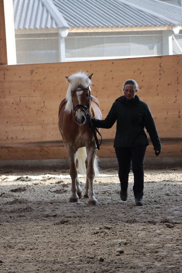 Haflingerverein Freiburg