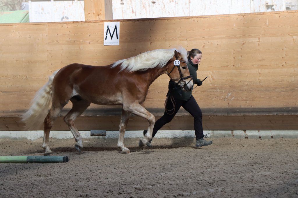 Haflingerverein Freiburg