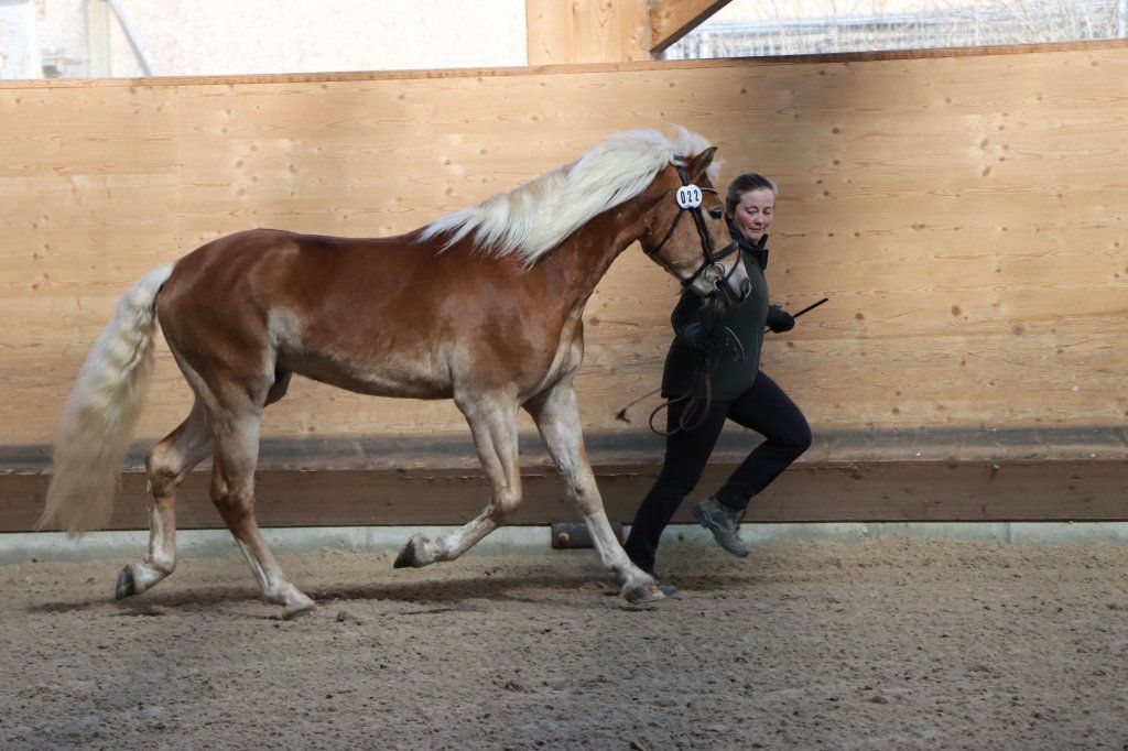Haflingerverein Freiburg