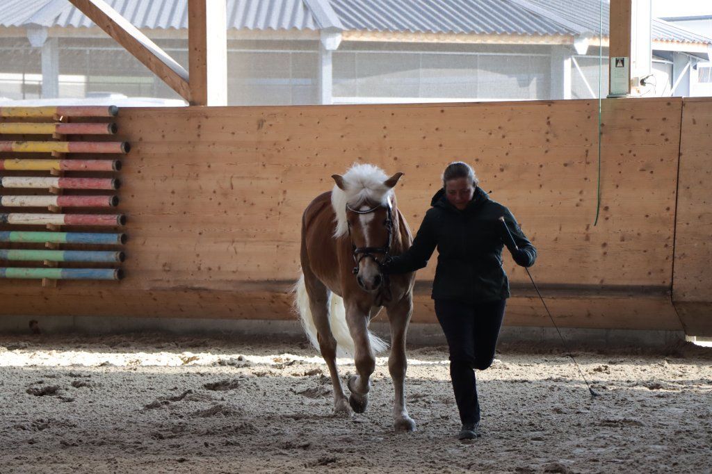 Haflingerverein Freiburg