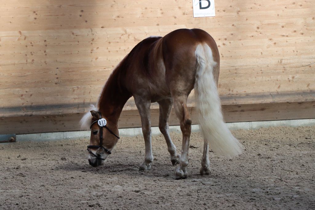 Haflingerverein Freiburg