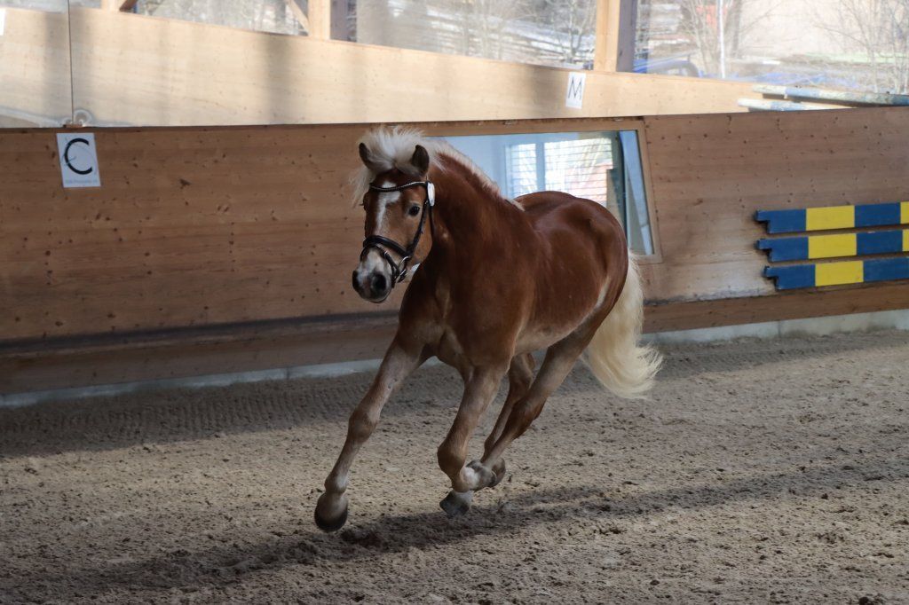 Haflingerverein Freiburg