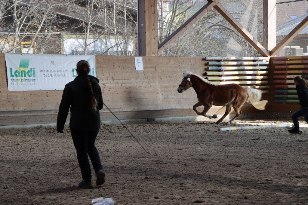 Haflingerverein Freiburg