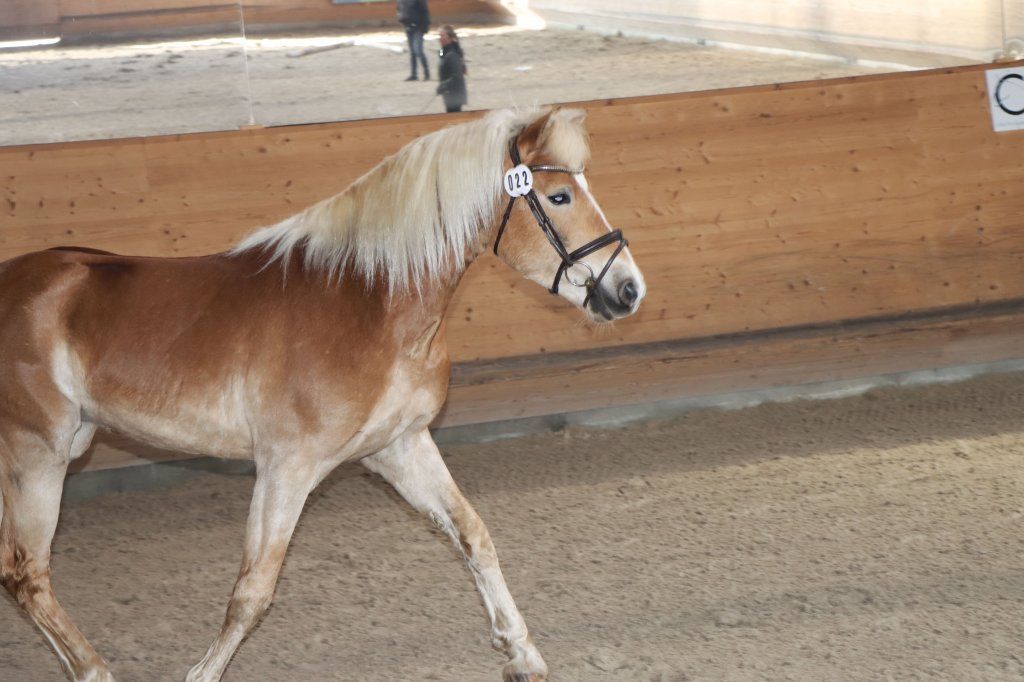 Haflingerverein Freiburg