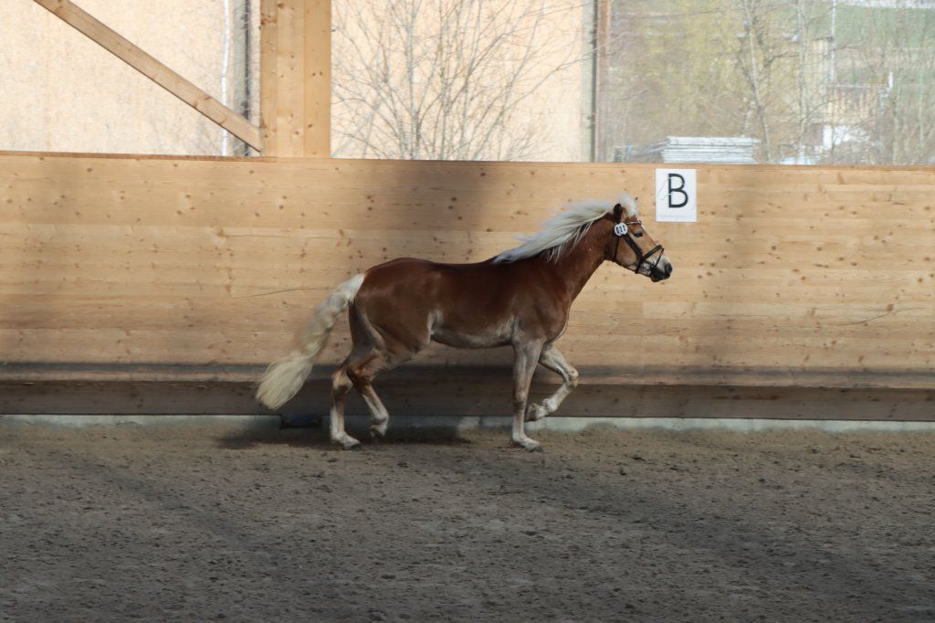 Haflingerverein Freiburg