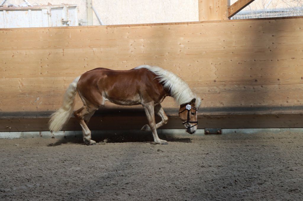 Haflingerverein Freiburg