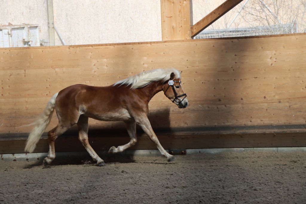 Haflingerverein Freiburg