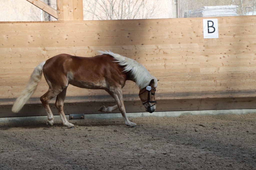 Haflingerverein Freiburg