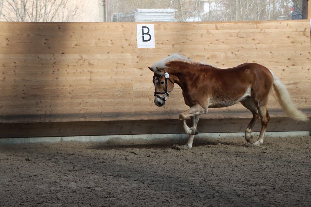 Haflingerverein Freiburg