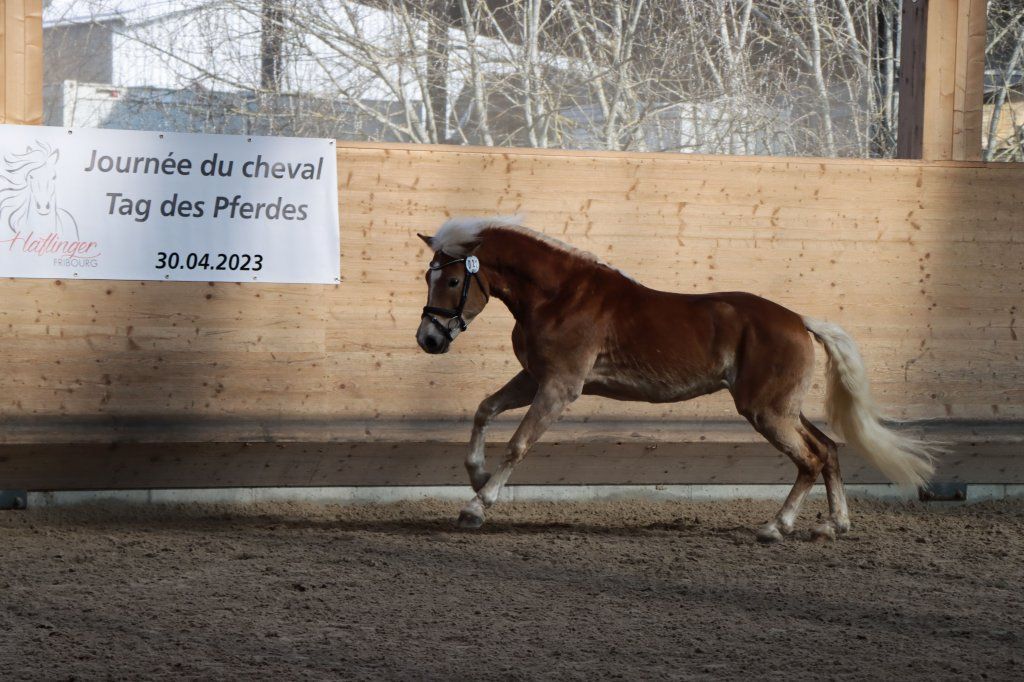 Haflingerverein Freiburg