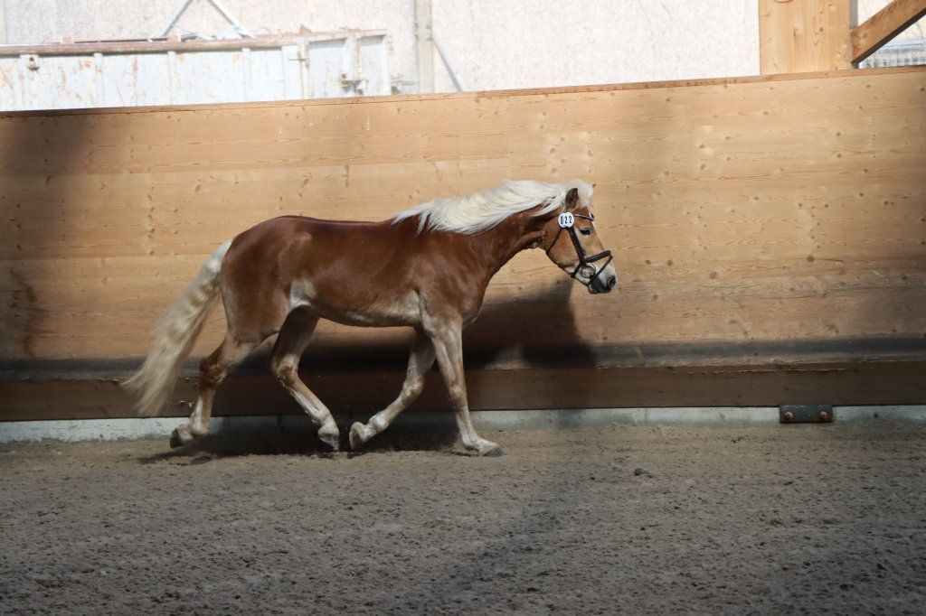 Haflingerverein Freiburg