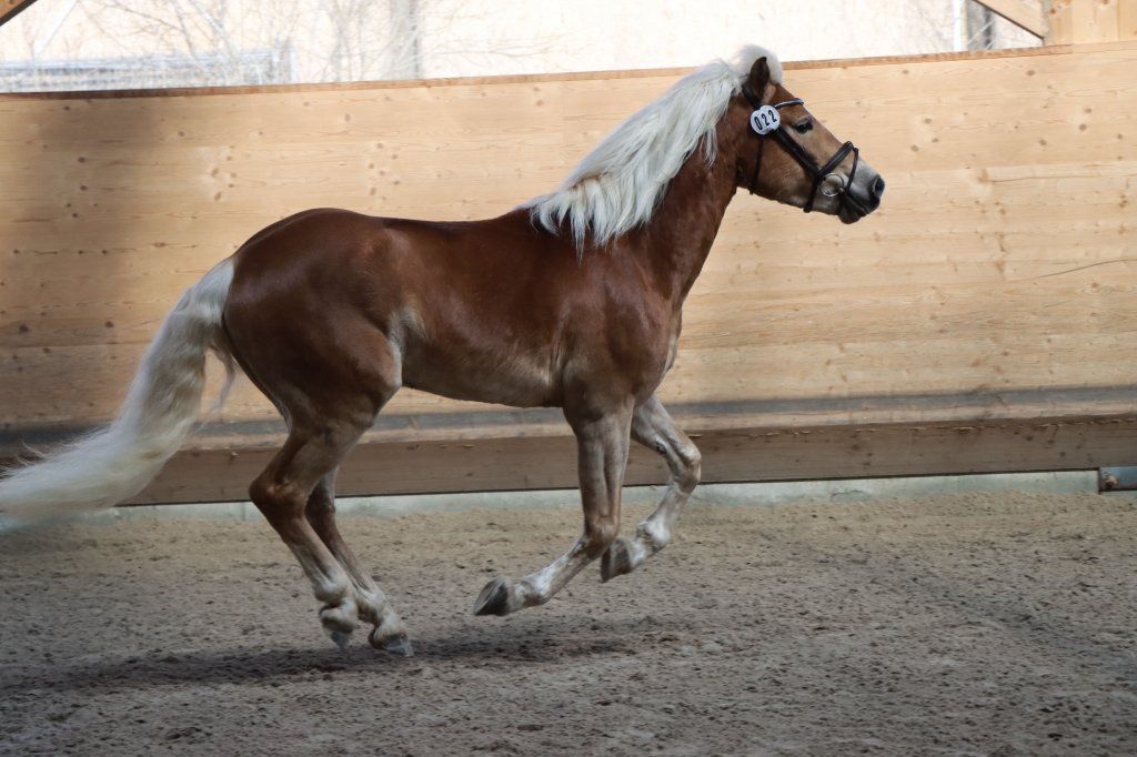 Haflingerverein Freiburg