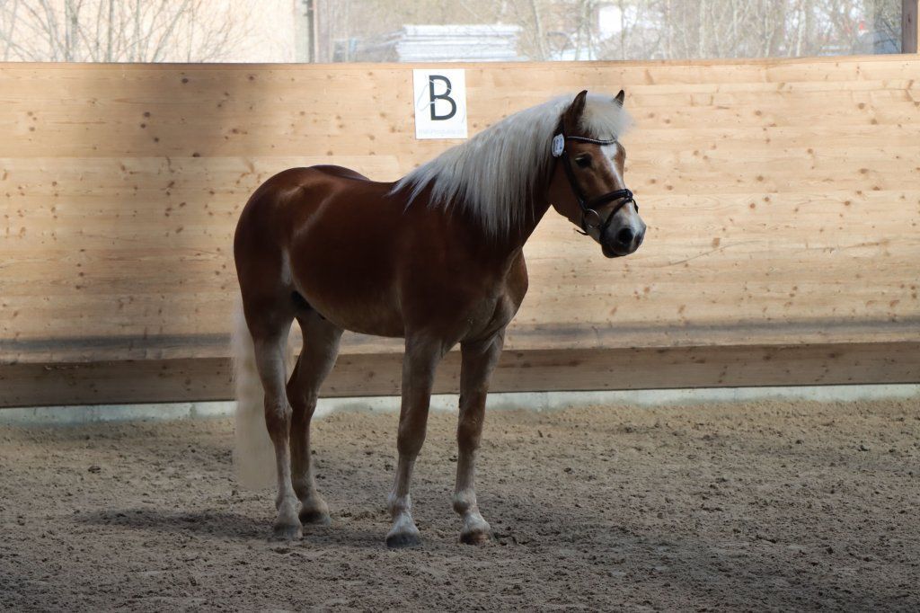 Haflingerverein Freiburg