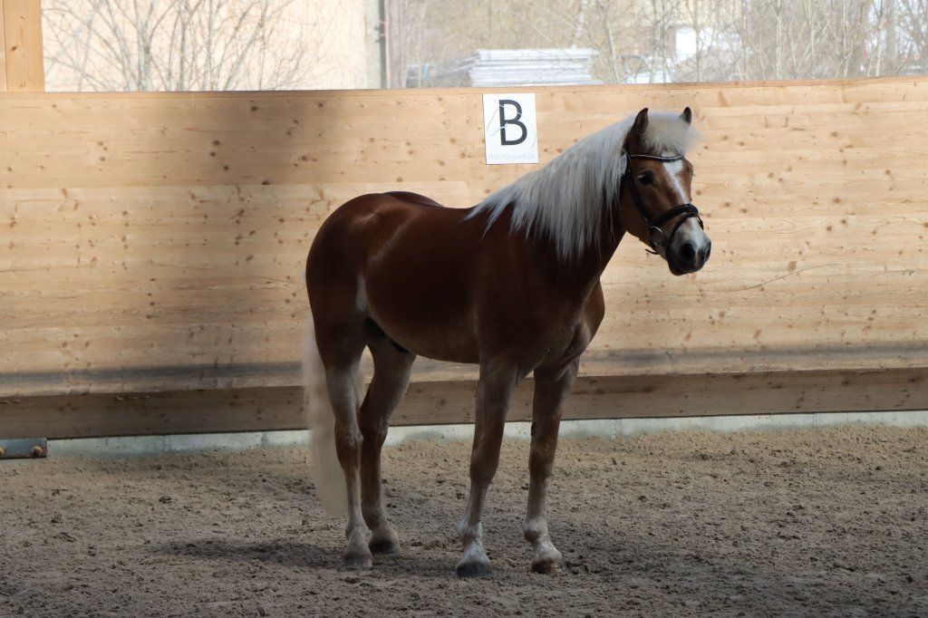 Haflingerverein Freiburg