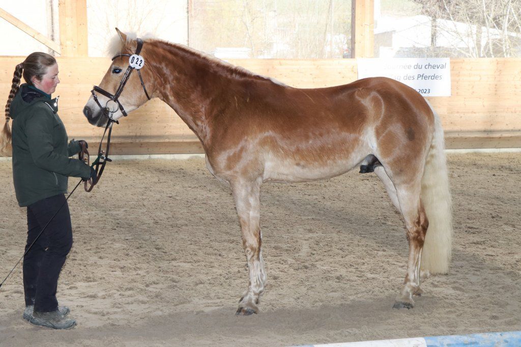 Haflingerverein Freiburg