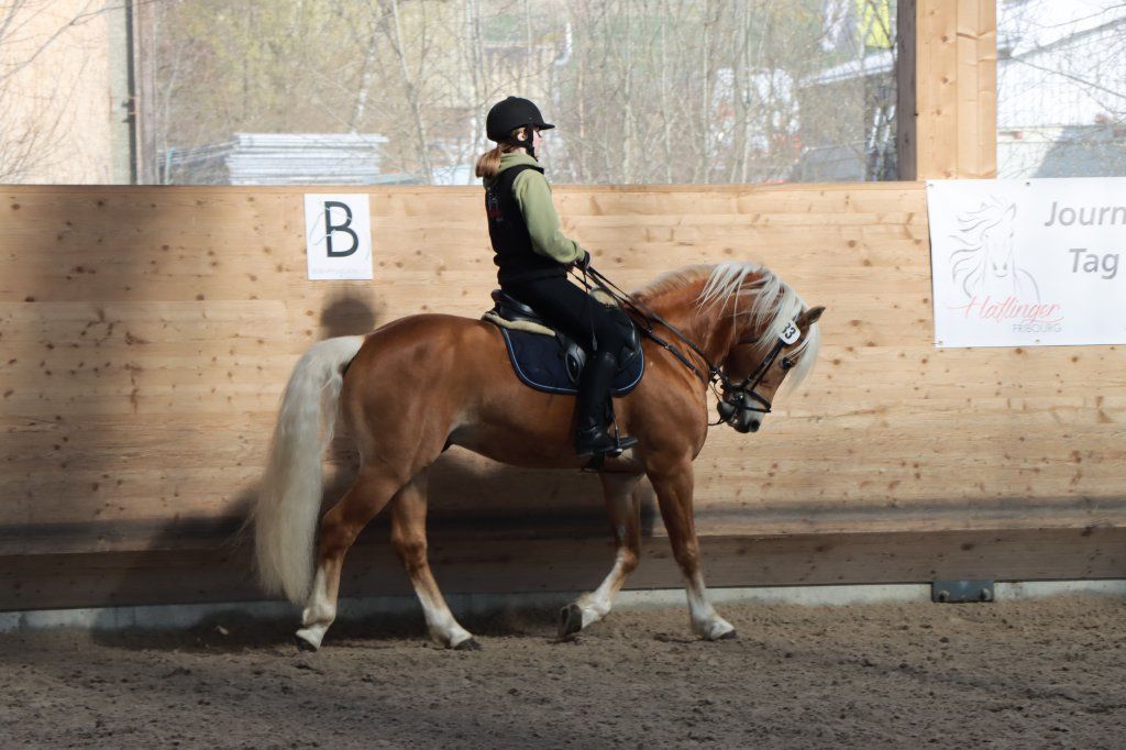 Haflingerverein Freiburg