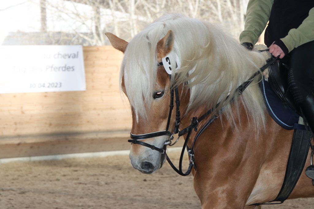 Haflingerverein Freiburg
