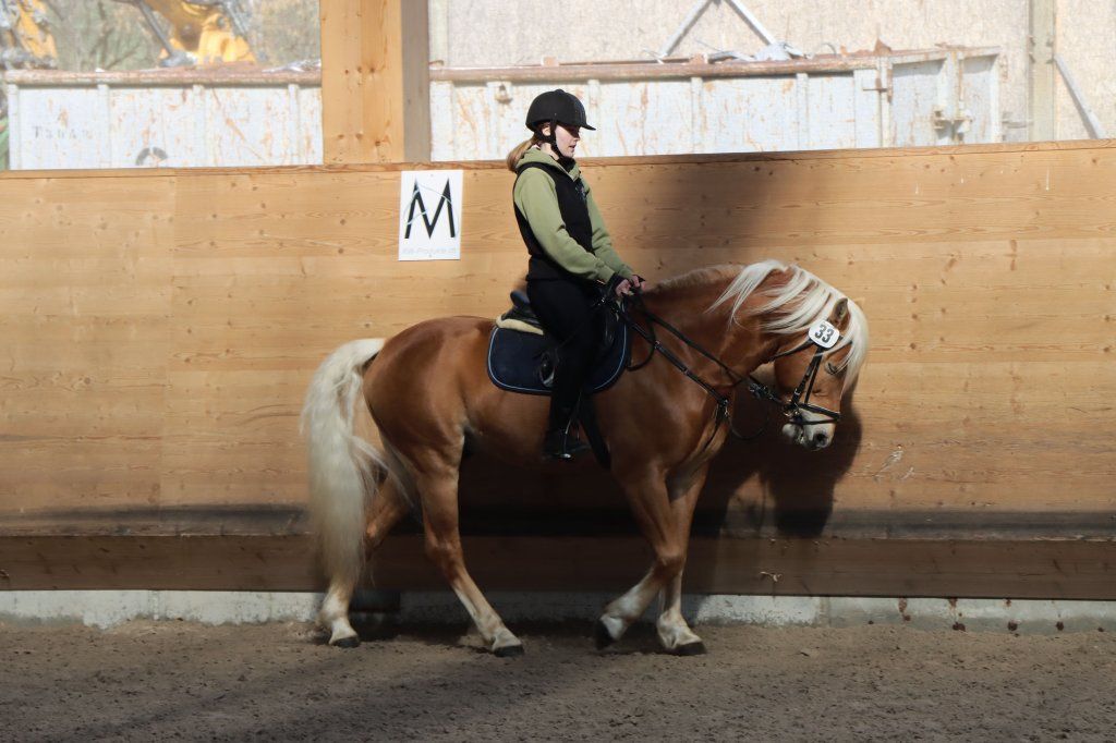 Haflingerverein Freiburg