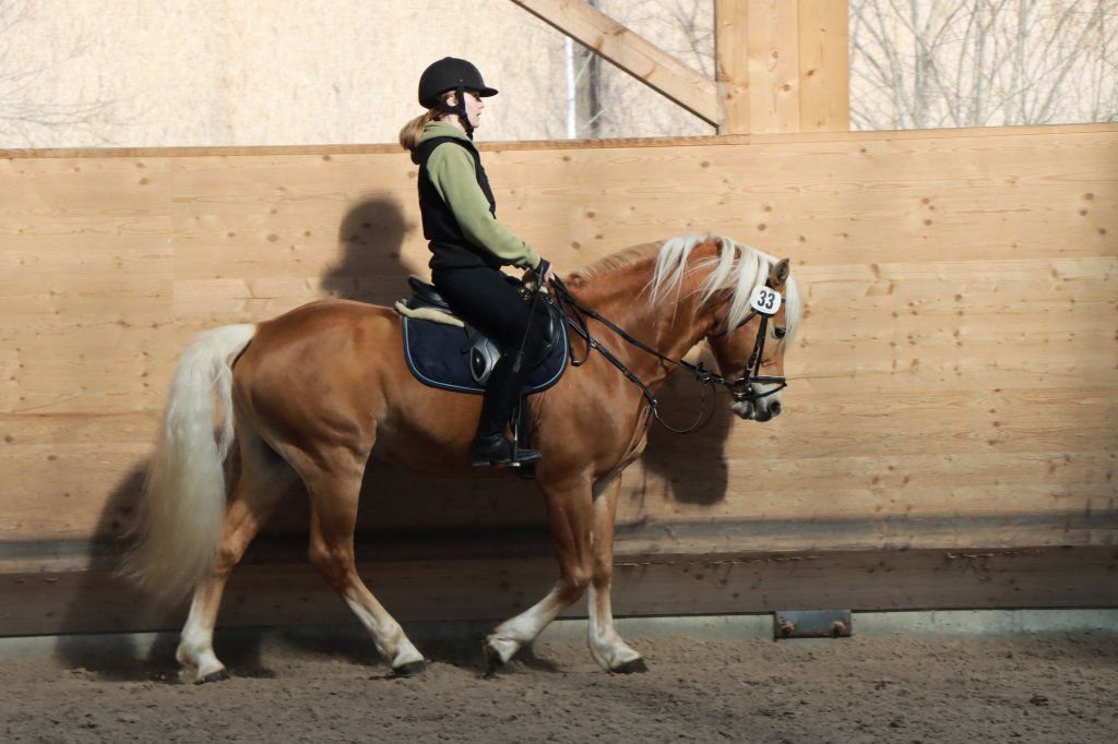 Haflingerverein Freiburg