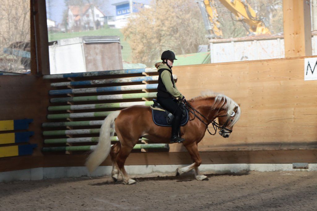 Haflingerverein Freiburg