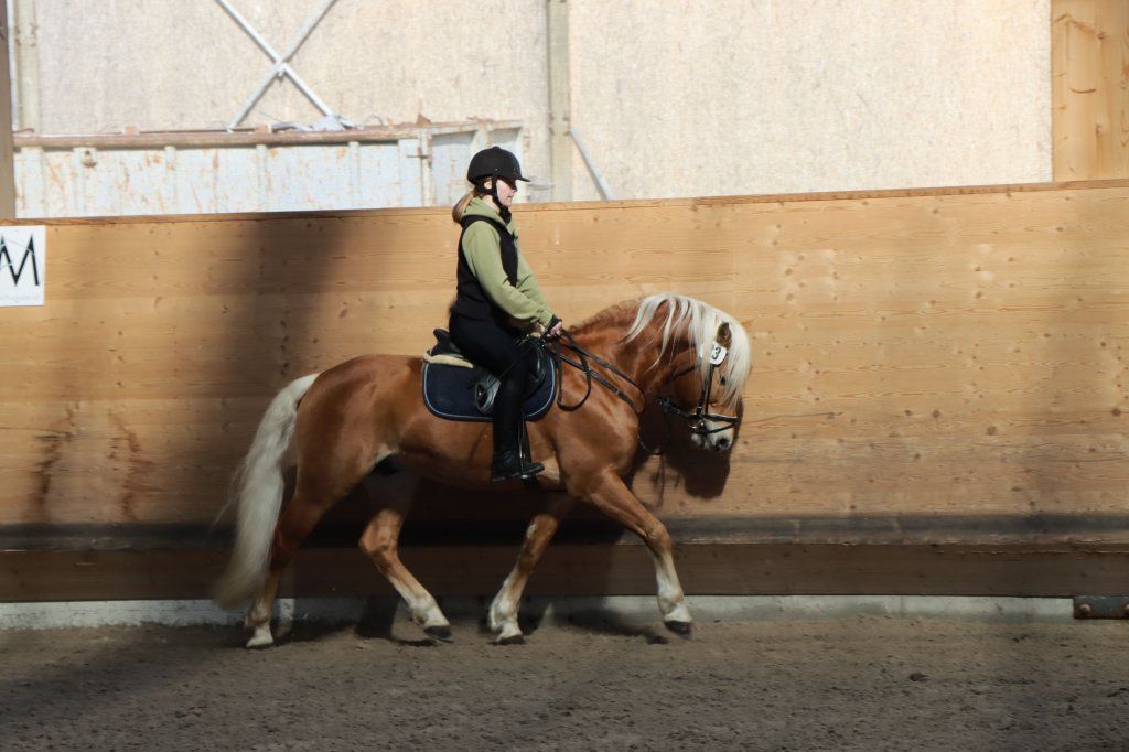 Haflingerverein Freiburg