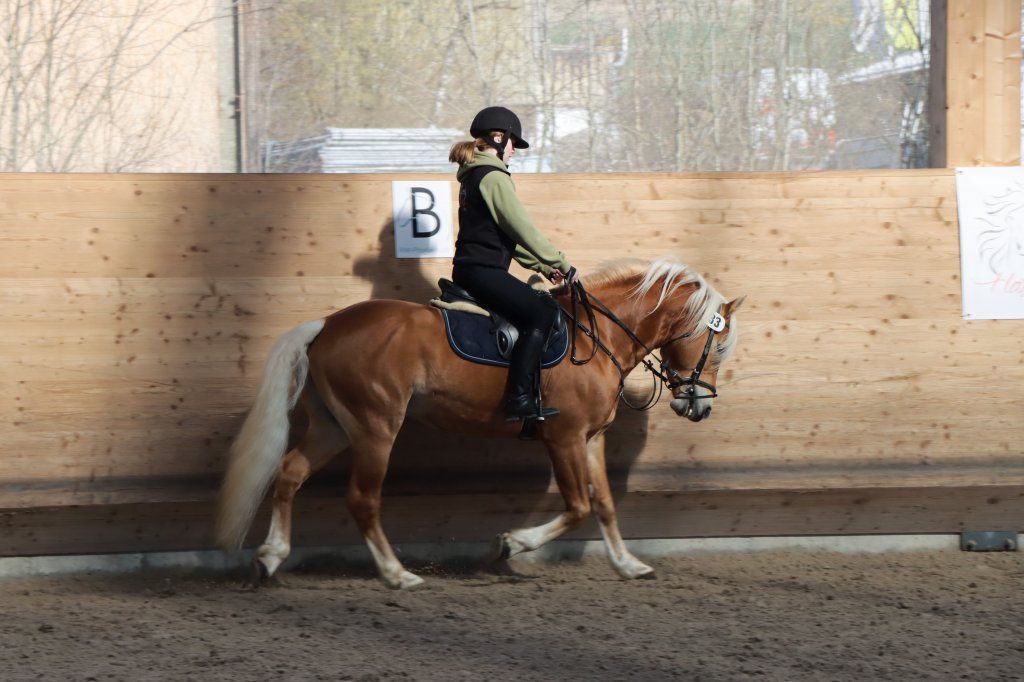Haflingerverein Freiburg
