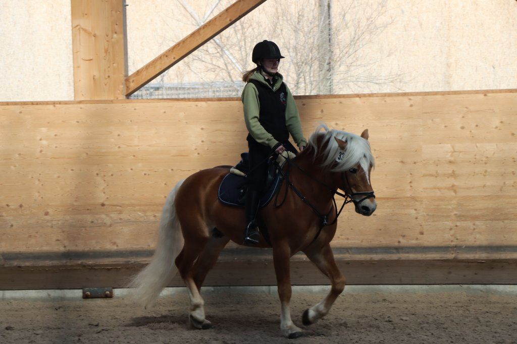 Haflingerverein Freiburg