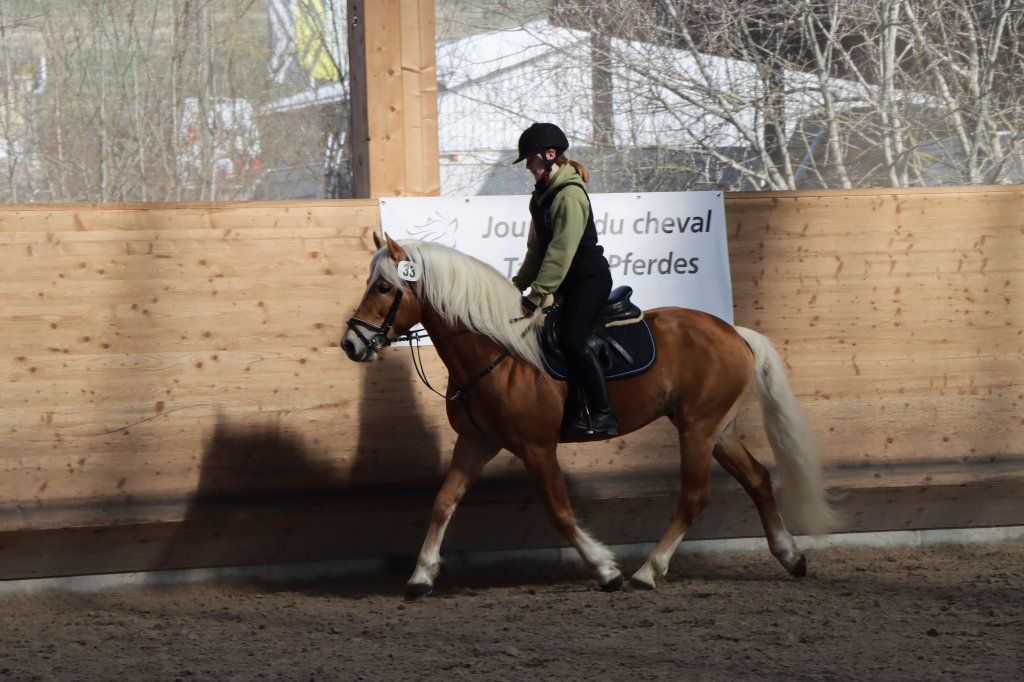 Haflingerverein Freiburg