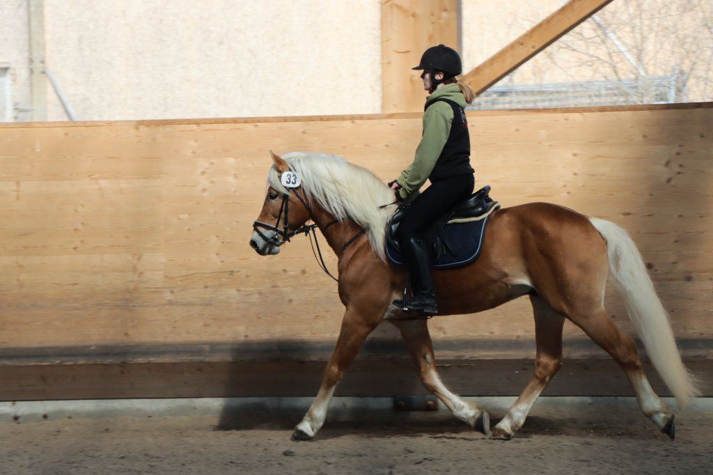Haflingerverein Freiburg