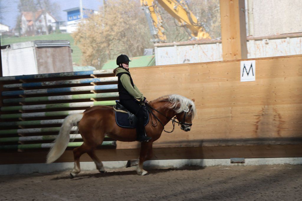 Haflingerverein Freiburg